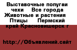 Выставочные попугаи чехи  - Все города Животные и растения » Птицы   . Пермский край,Красновишерск г.